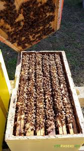 Пчелопакеты Серая Горная тип Аибгинский